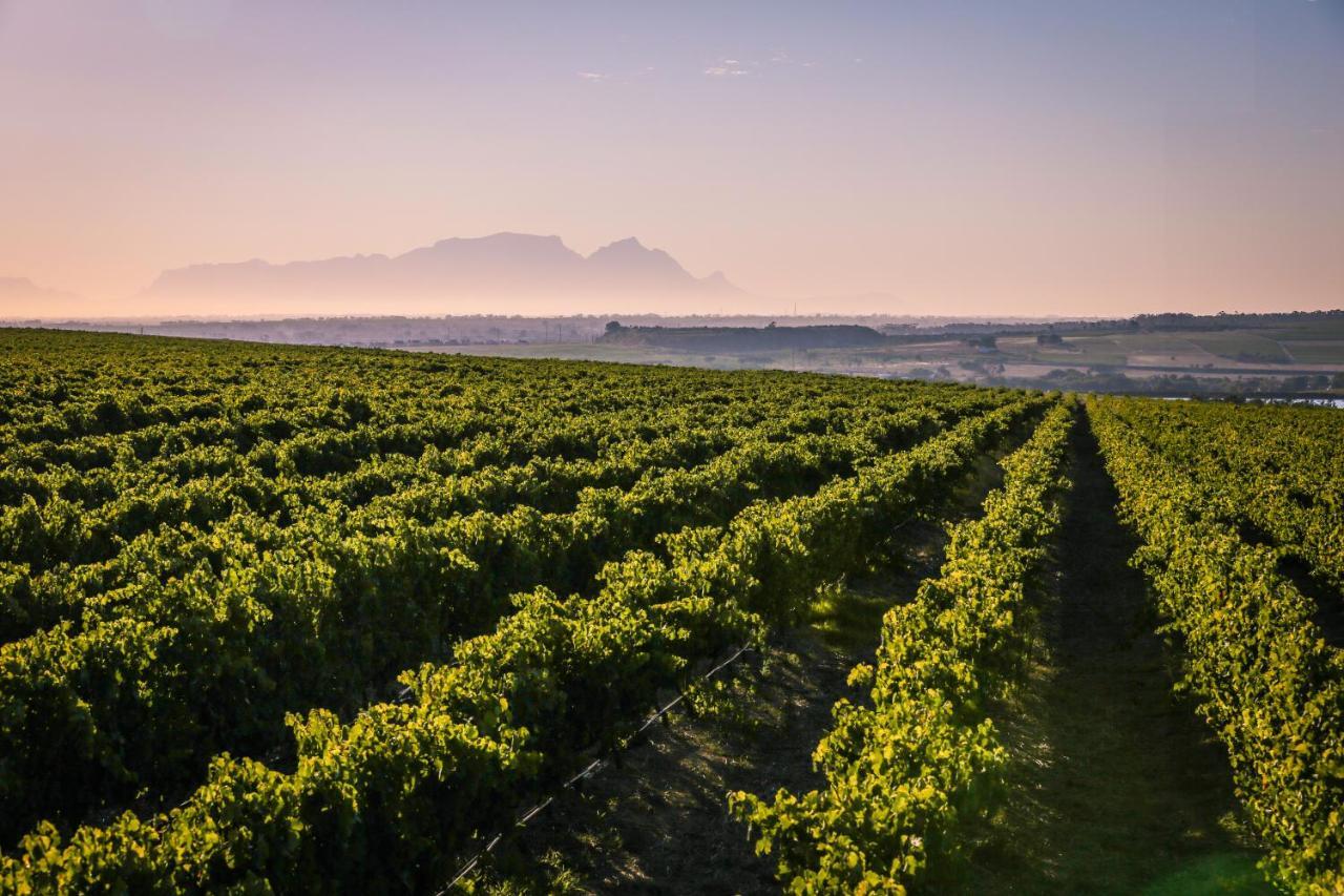 Lyngrove Wines & Guesthouse 스텔렌보스 외부 사진